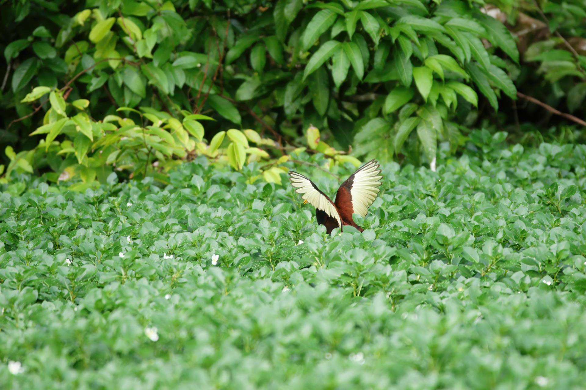 Gelbstirn-Blatthühnchen (Jacana spinosa)